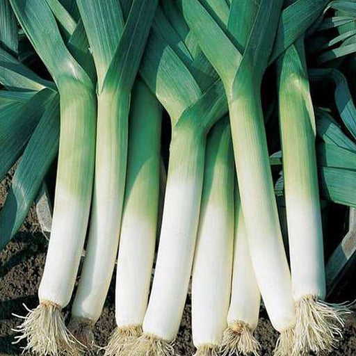 leek bunching - vegetable seeds