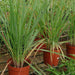 lemon grass - herb seeds