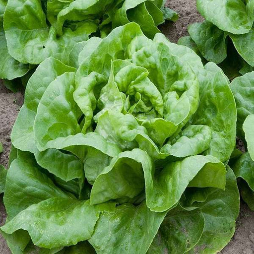 lettuce butter crunch - organic vegetable seeds