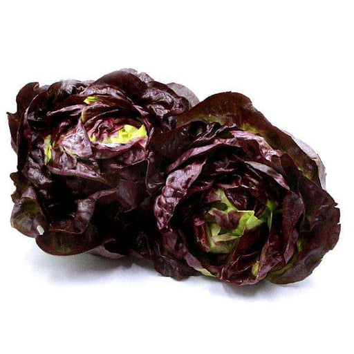 lettuce butter head red - vegetable seeds