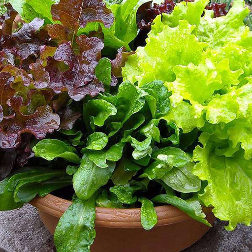 lettuce misticanza - vegetable seeds