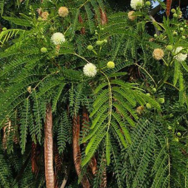 leucaena leucocephala - 0.5 kg seeds