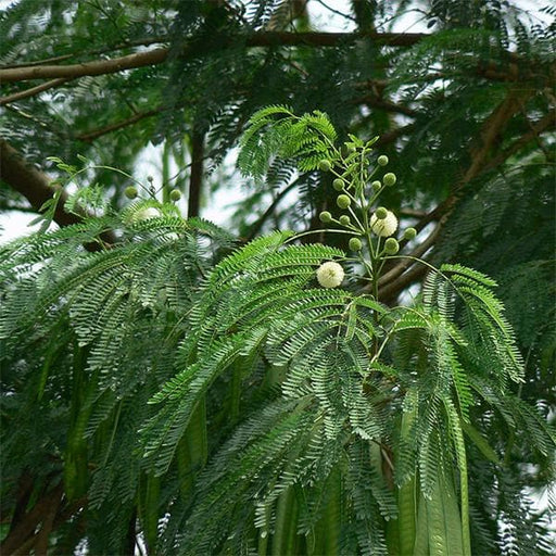 leucaena leucocephala - 0.5 kg seeds