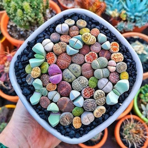 lithops - 10 seeds