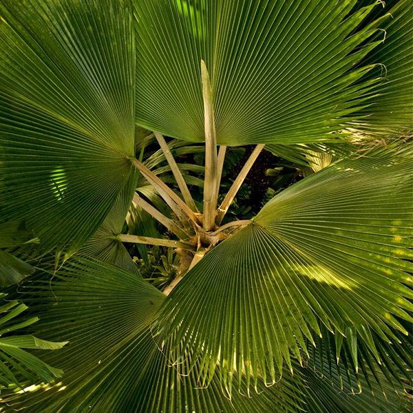 livistona jenkinsiana - 0.5 kg seeds