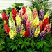 lupin pixie dwarf mixed color - flower seeds