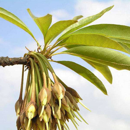 madhuca longifoli - 0.5 kg seeds