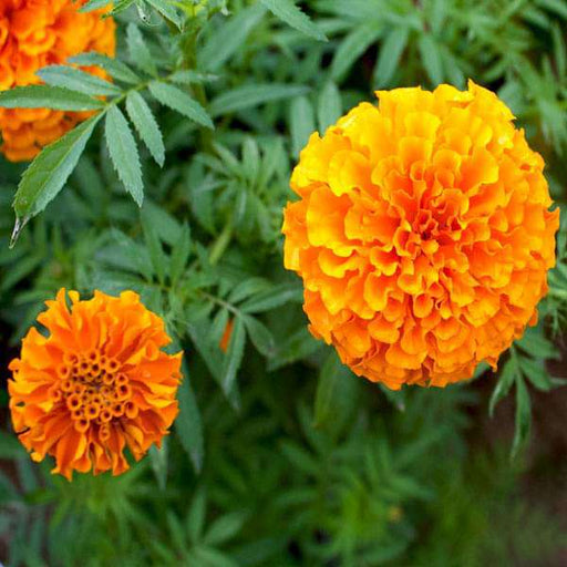 marigold f - 2 orange dwarf double