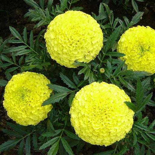 marigold pusa basanti - desi flower seeds