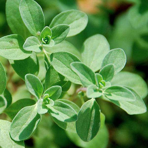 marjoram - herb seeds