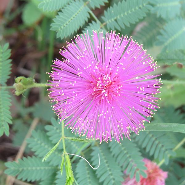 mimosa pudica - 0.5 kg seeds