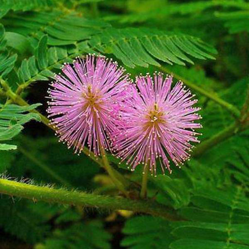 mimosa - flower seeds