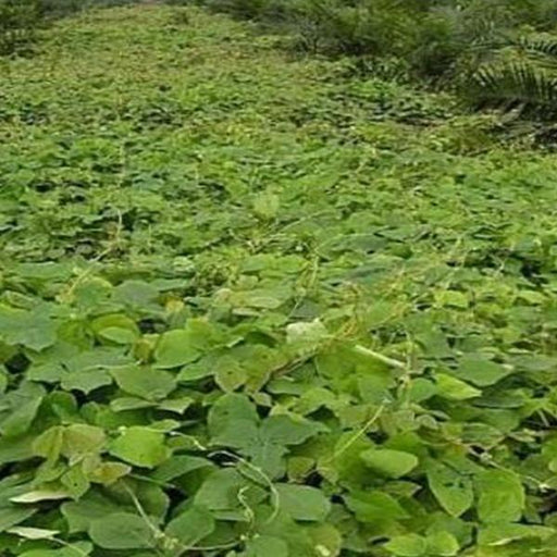 mucuna bracteata - 0.5 kg seeds