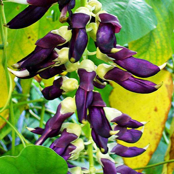 mucuna pruriens - 0.5 kg seeds