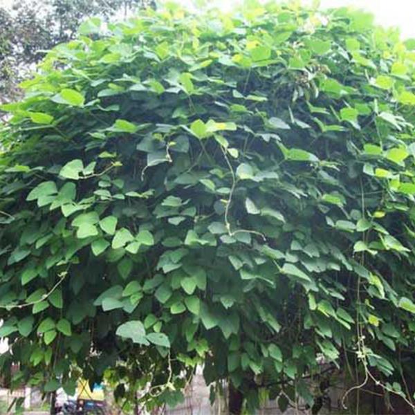 mucuna pruriens - 0.5 kg seeds