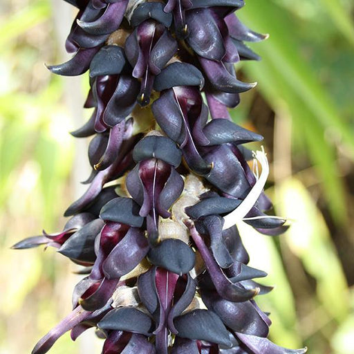 mucuna pruriens - 0.5 kg seeds