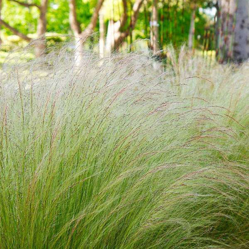 nassella tenuissima - 0.5 kg seeds