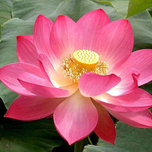 nelumbo nucifera - 0.5 kg seeds