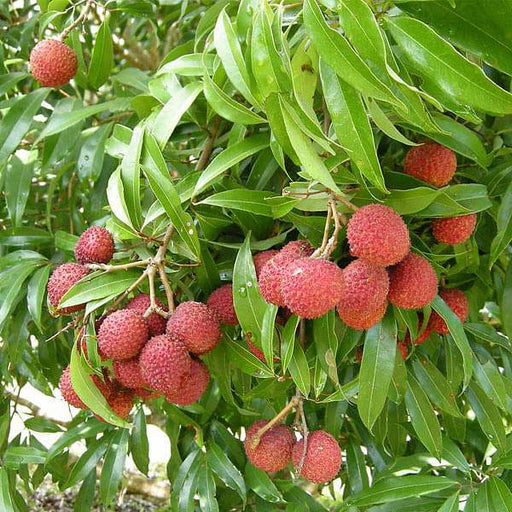 nephelium litchi - 0.5 kg seeds