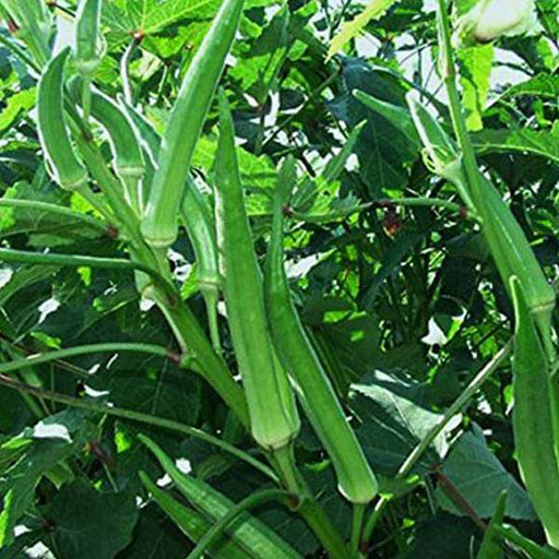 okra pusa sawni - desi vegetable seeds