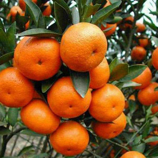 orange - 0.5 kg seeds