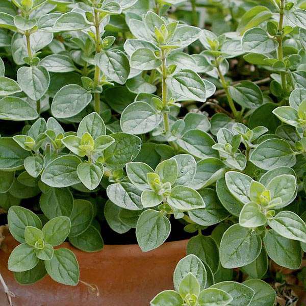 oregano - herb seeds