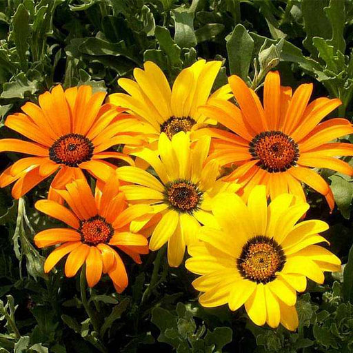 osteospermum - flower seeds