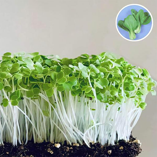 pak choy green - microgreen seeds