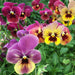 pansy f1 blotch mixed color - flower seeds