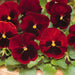 pansy f1 scarlet red blotch - flower seeds