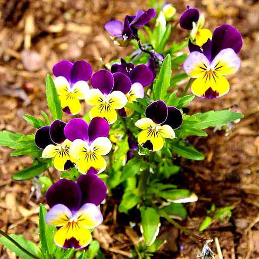 pansy - flower seeds