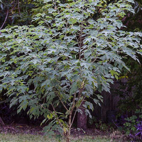 paper mulberry - seeds