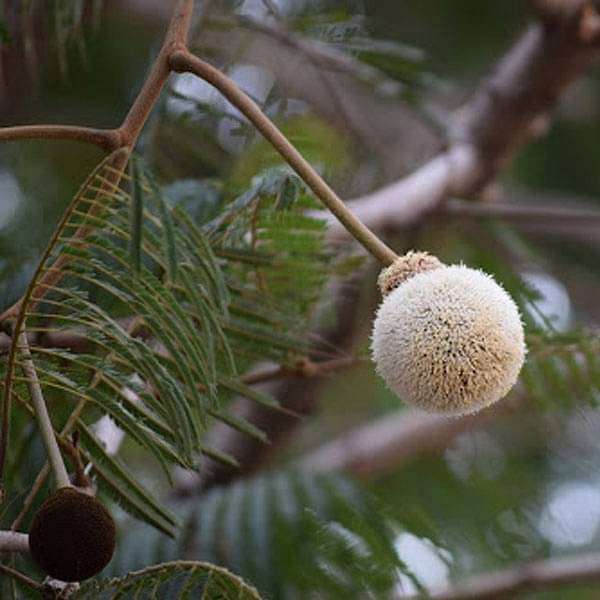 parkia biglandulosa - 0.5 kg seeds