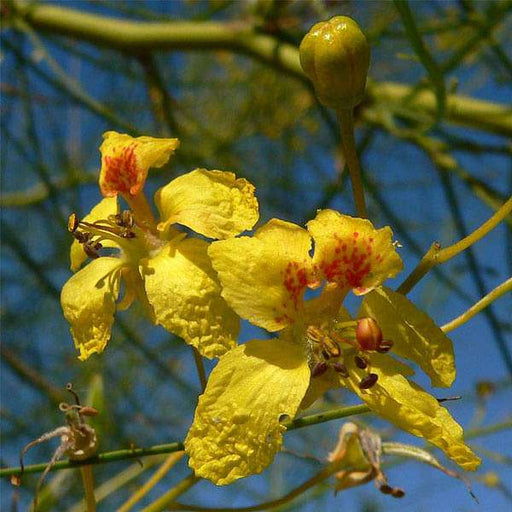 parkinsonia aculeata - 0.5 kg seeds