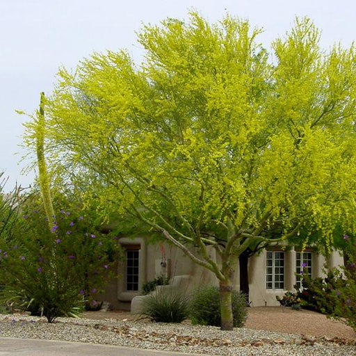 parkinsonia aculeata - 0.5 kg seeds