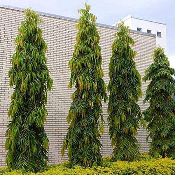 pendula ashok - 0.5 kg seeds