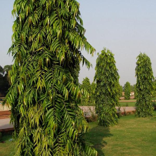 pendula ashok - 0.5 kg seeds