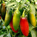 pepper jalapeno m - vegetable seeds