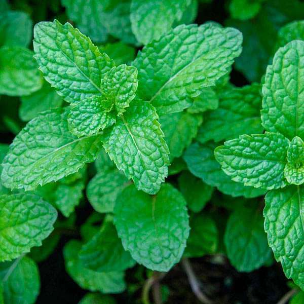 peppermint - herb seeds