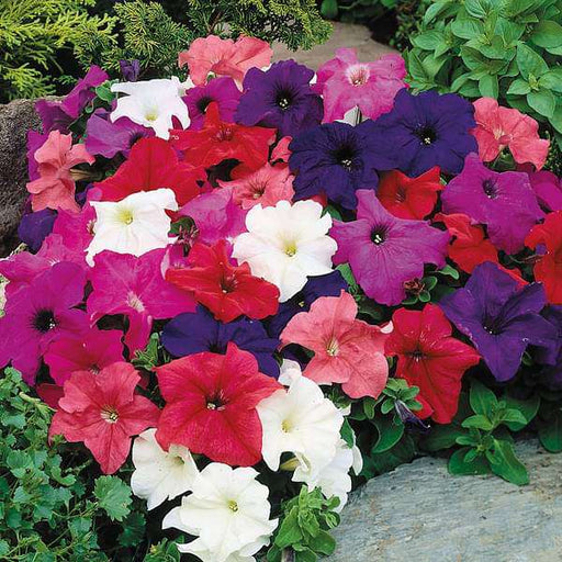 petunia grandiflora mixed color - flower seeds