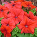 petunia grandiflora red - flower seeds