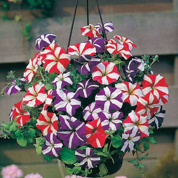 petunia ultra star - flower seeds