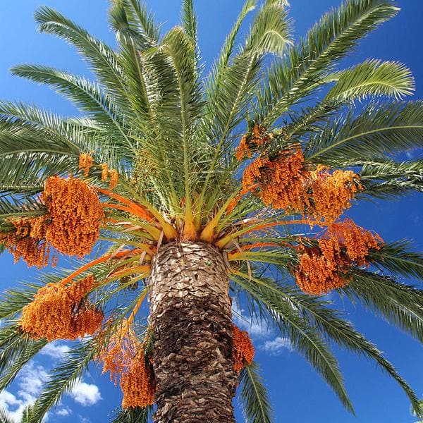 phoenix canariensis - 0.5 kg seeds