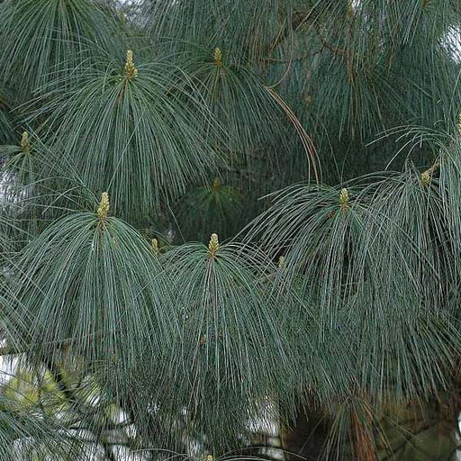 pinus excelsa - 0.5 kg seeds