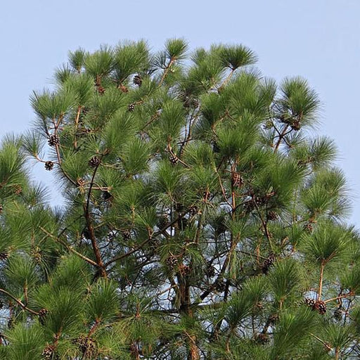 pinus excelsa - 0.5 kg seeds