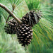 pinus roxburghii - 0.5 kg seeds