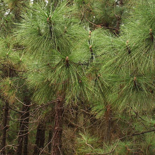 pinus roxburghii - 0.5 kg seeds