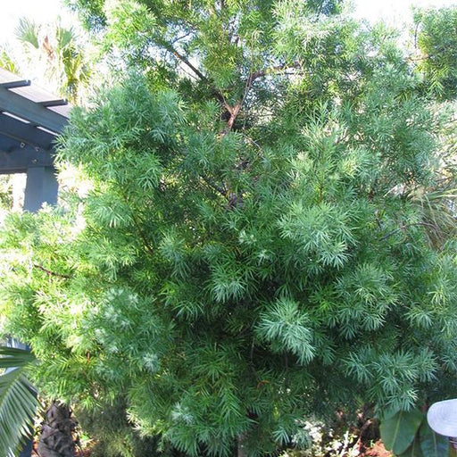 podocarpus gracilior - 0.5 kg seeds