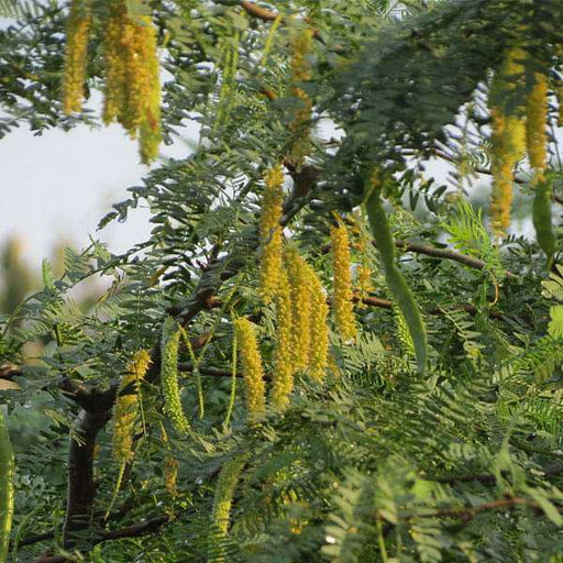 prosopis cineraria - 0.5 kg seeds