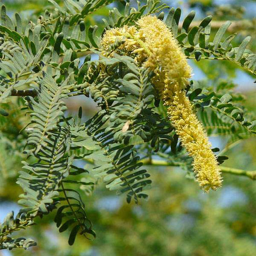 prosopis juliflora - 0.5 kg seeds